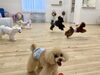 フリータイム「ましゅまろ幼稚園🐾」