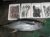 40キロ キハダマグロ「📣本日のお魚情報🐟」