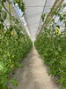 モリモリ元気に育っています🌱「🍅トマト順調です🍅」