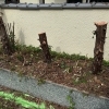 〈作業中〉カイヅカイブキの伐採・抜根「猪名川町でカイヅカイブキの伐採・抜根をしました!」
