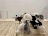 みんなでGO💨「ましゅまろ幼稚園🐾」