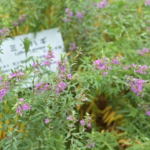 「東大和駅から直ぐの場所にある「東京都薬用植物園」さんへ行ってきました〜✨✨✨」