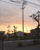 「彼岸花」