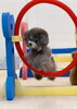 リリーちゃんジャンプ💨「ましゅまろ幼稚園🐾」