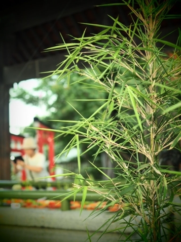 ８月から笹の枝が登場しています「第六回花手水がはじまりました」