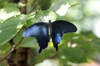 ｢強い変化｣という意味がある黒いアゲハ蝶。「素直に伝えて変化変容していこう。」