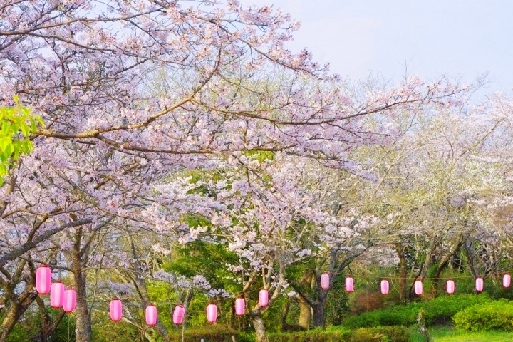 羽黒山公園 麻生地区 お花見するならここ 行方市の 桜 特集 21年 なめがた日和 行方市