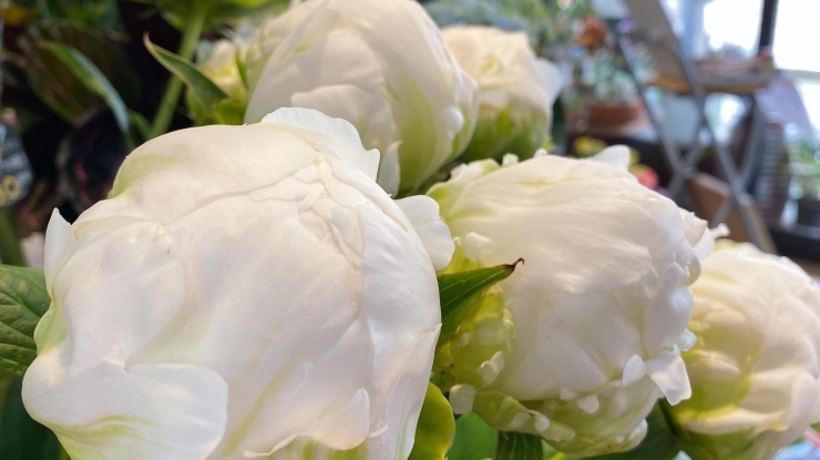 今が旬 芍薬 しゃくやく 花のみどりや 駅前本店のニュース まいぷれ 新発田 胎内 聖籠 今が旬 芍薬 しゃくやく 花のみどりや 駅前本店のニュース まいぷれ 新発田 胎内 聖籠