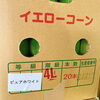 「今年初！！ 宮崎県産「白とうもろこし(ピュアホワイト)」」