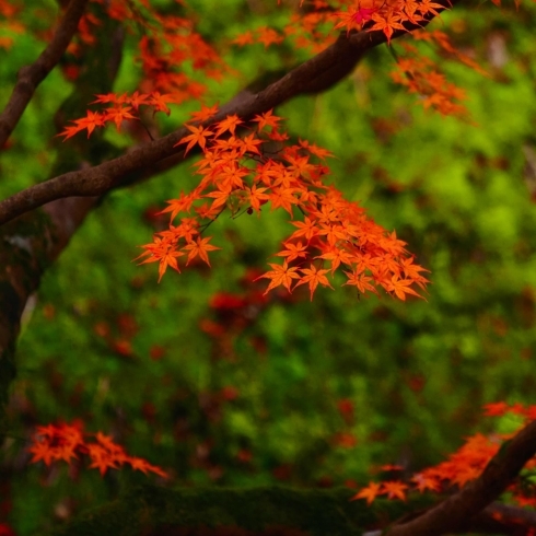 紅葉１「早朝の奈良公園♪」