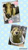 ハーブパック中♡♡「お友達♡ Dog salon mofu mofu 余市町」