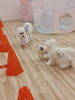 白チーム遊んでます　おもちも負けてません　笑笑「ましゅまろ幼稚園　Ⅱ」