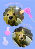 「Dog salon mofu mofu　余市町」