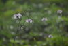 「夏から秋へ移ろう入笠山　—日帰りで楽しむ高原の花旅—」