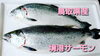 「○本日のお刺身○【しまね定置もん】アオリイカ、【鳥取県産】境港サーモン」