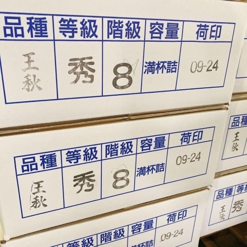 「福島県産「王秋梨(おうしゅうなし)」が入荷しましたよー！」