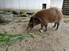 大好物に舌鼓「思わぬ御馳走に舌鼓」