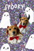 「Dog salon mofu mofu　余市町」