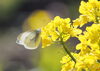 七十二候（末侯）菜虫化蝶（蛹や青虫が羽化して紋白蝶になり飛び交う）「今日は二十四節気の「啓蟄」の始まりです」