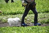 わんちゃんも楽しそうです「ドイツすずらんついに満開！」