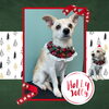 「Dog salon mofu mofu　余市町」