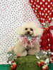 ぴのくん「わんことストロベリー🍓」