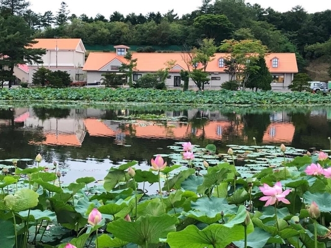 鶴の湯温泉「お肌ツルツル鶴の湯温泉の蓮の花」