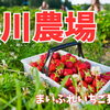 千歳市【小川農場】※今シーズンは終了致しました。