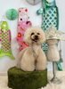 まっちゃちゃん「鯉のぼりとわんこ」