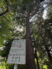 川口市の保存樹木の立派なヒノキです。パワーをいただきました。「今日の「お散歩ダイエットVol.5」」