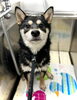 シャンプーするよ🫧「はじめまして」