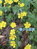 「春から初夏へ🌿」