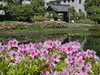 「【2025年4月～】藤の花が見頃を迎えています」