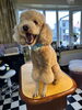 プードルのデザインカット💕🐩お試しください🐾「介護され犬カット　パート2‼️‼️」