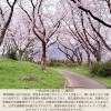黒崎　城山城「 🌸**編集部おすすめ桜スポット 第2弾! 」