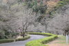 八重桜はまだ蕾です「2023春　桜情報」