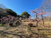 離宮院公園の梅「離宮院公園の梅林」