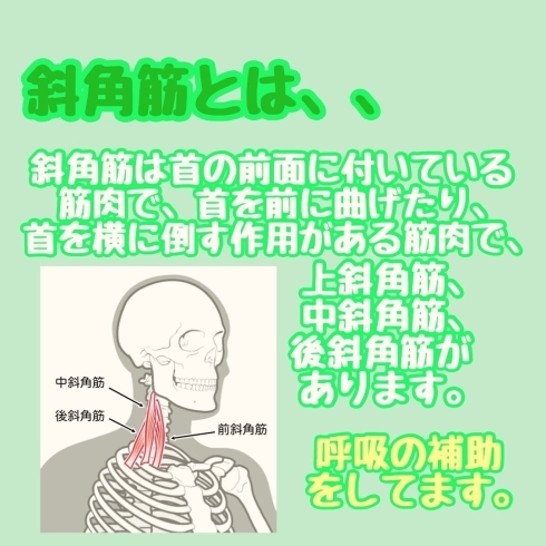 斜角筋とは「斜角筋」