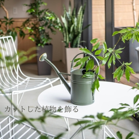 パキラや葉の形のかわいいモンステラも4おすすめ「植物と暮らそう」