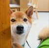 まるちゃん「今日のお友達」