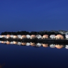 日本最長級　新川千本桜まつりを自然エネルギーでエコライトアップ【クラウドファンディング募集】