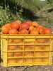 1本の柿の木からこれだけとれました！「柿の木オーナー収穫祭」