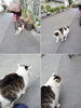 元気でよかったです「(=^・^=) ネコ見ぃつけた 🐈　★英会話と体操のコラボ教室（堀切、お花茶屋、綾瀬、亀有、小菅）」