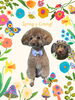 「Dog salon mofu mofu　余市町」