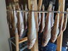 「📣本日入荷のお魚情報🐟」