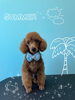 「可愛い子ちゃん♡ Dog salon mofu mofu 余市町」