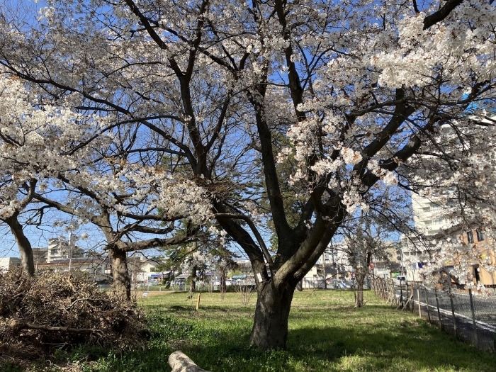 皆生温泉桜の園  米子市