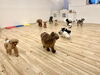 楽しい遊びの時間です😃「ましゅまろ幼稚園🐾」