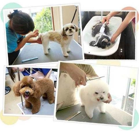 成田市内のペットホテル トリミングのお店まとめ 成田 印西 白井編集部選 気になる店舗特集 まいぷれ 成田 印西 白井