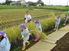 葛飾若草幼稚園：稲刈りの体験「江戸川区からも通える葛飾若草幼稚園：自然体験ができる田んぼと畑」